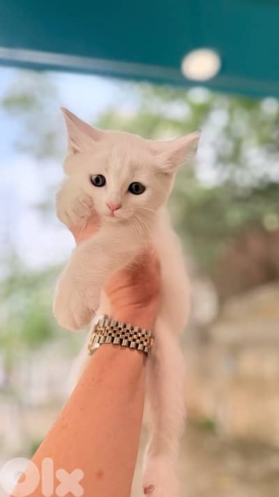 Cute white Siamese kitten in store