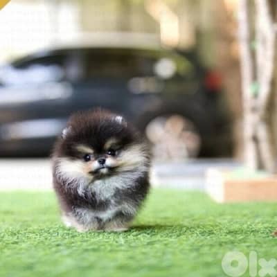 Beautiful Pomeranian Teacup Boo face Available