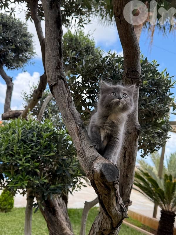 British Kitten 100$ 1