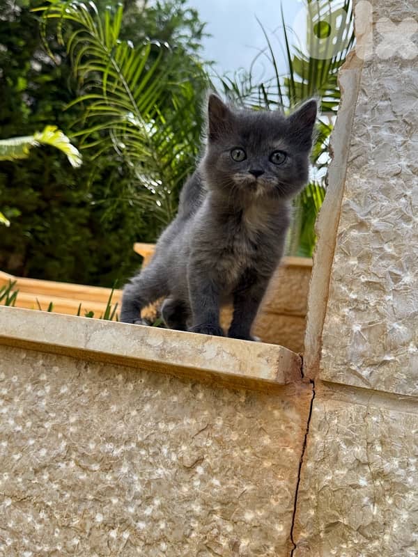 British Kitten 100$ 2