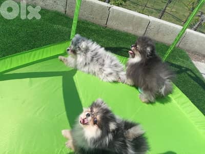 Pomeranian puppy Merle tricolor