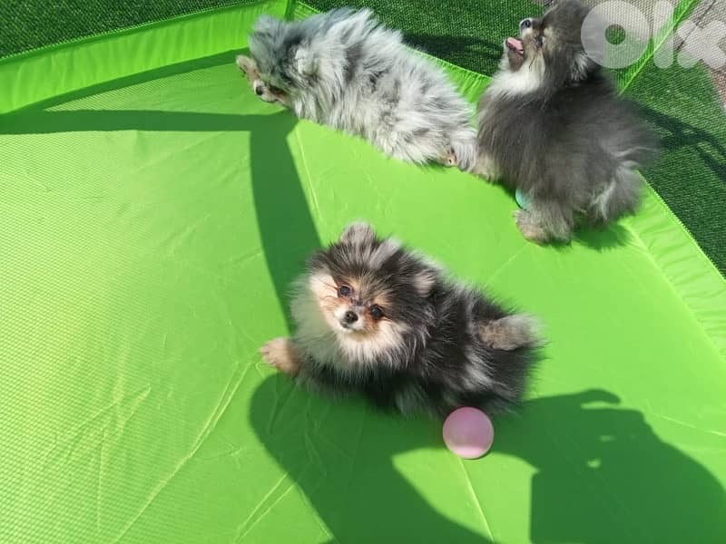 Pomeranian puppy Merle tricolor 1