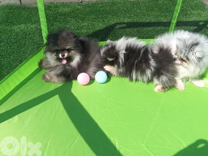 Pomeranian puppy Merle tricolor 2
