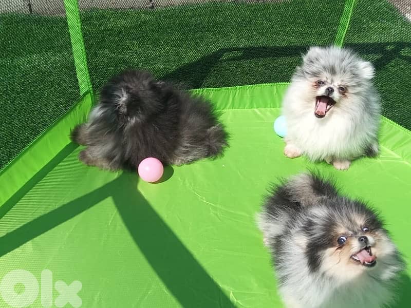 Pomeranian puppy Merle tricolor 3