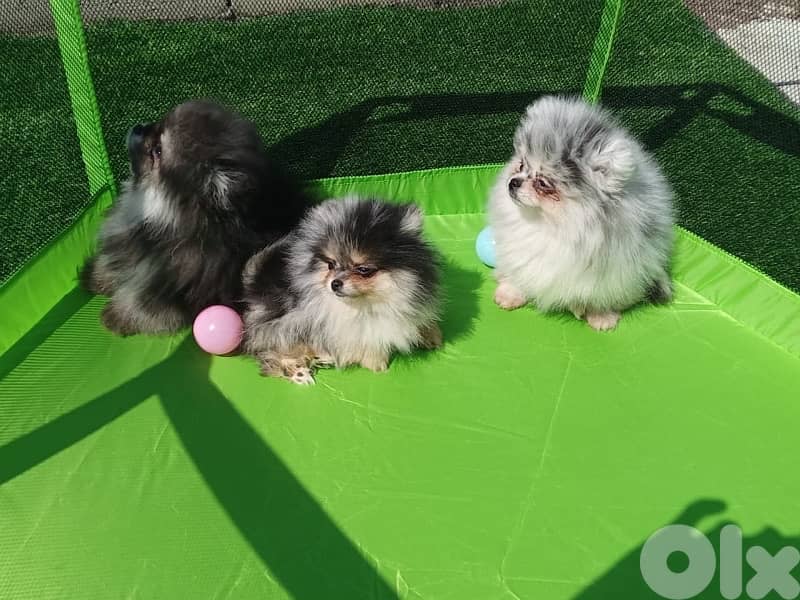 Pomeranian puppy Merle tricolor 4
