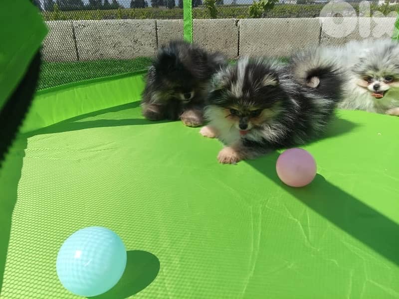 Pomeranian puppy Merle tricolor 5
