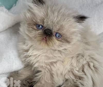 81390882 for WhatsApp