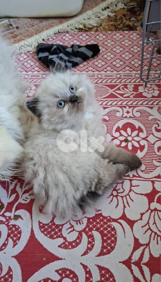 81390882 for WhatsApp 2