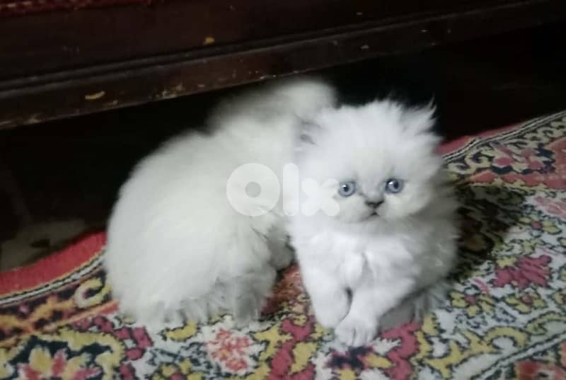 81390882 for WhatsApp 4