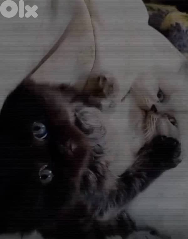 81390882 for WhatsApp 7