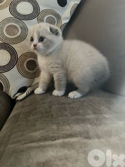 for sale labydd 100$ wramda 200$