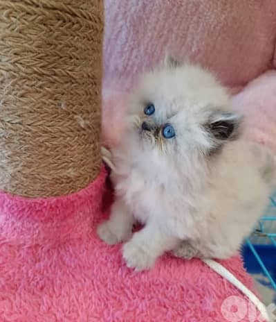 811025112 for WhatsApp