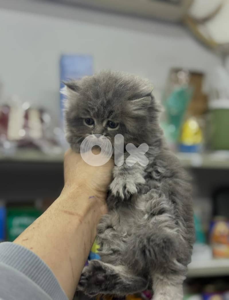 811025112 for WhatsApp 2