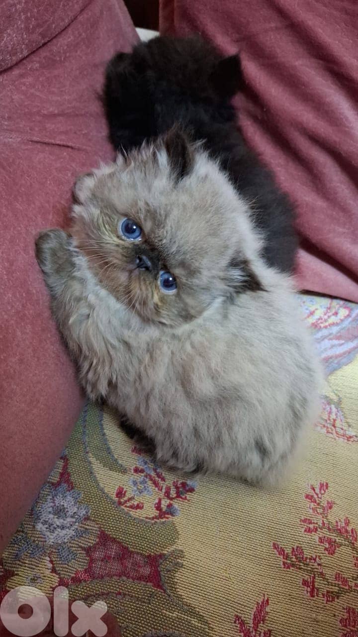 811025112 for WhatsApp 3