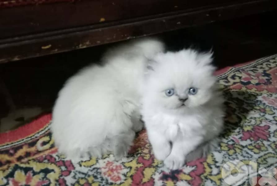 811025112 for WhatsApp 4