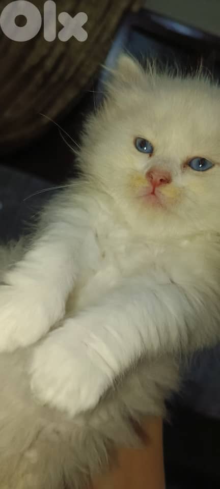 811025112 for WhatsApp 5