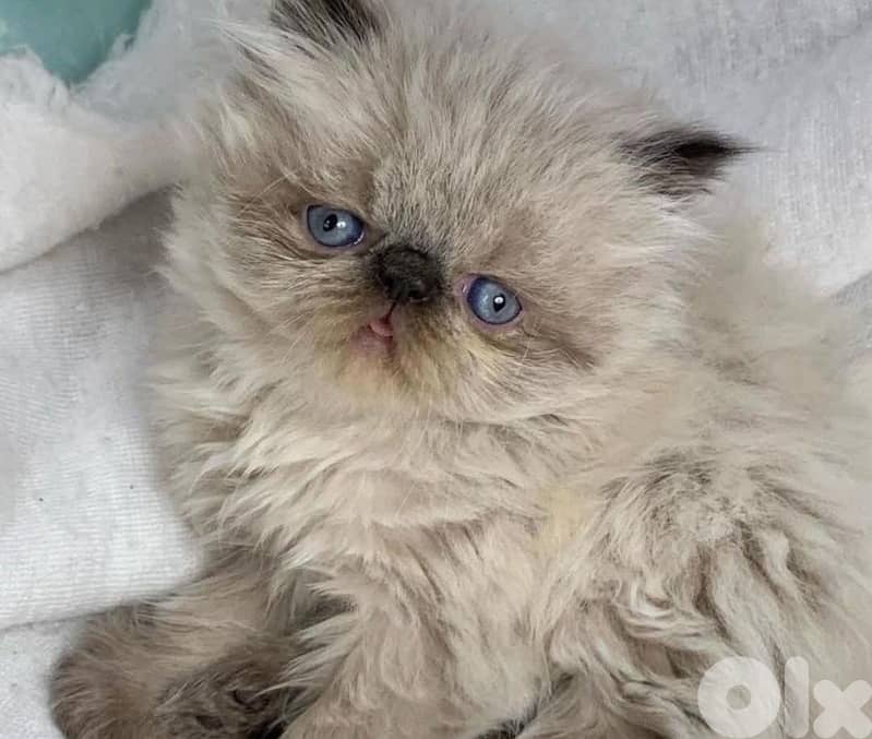 811025112 for WhatsApp 6