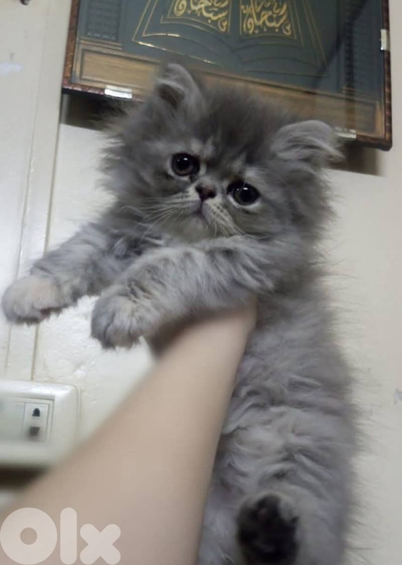 811025112 for WhatsApp 7