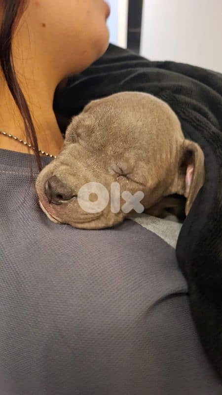 Pitbull for sale 1