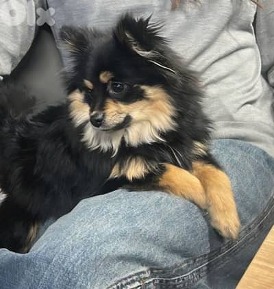 Black is looking for a happy family