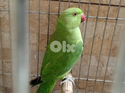 دكر ببغاء دره