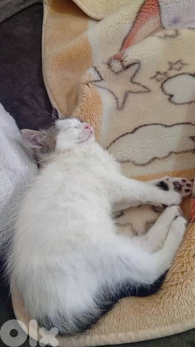 kitten male 3omro chahren