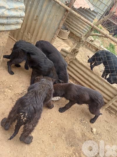 black german shepherd