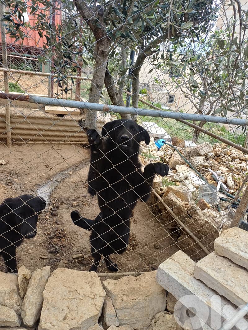 black german shepherd 1