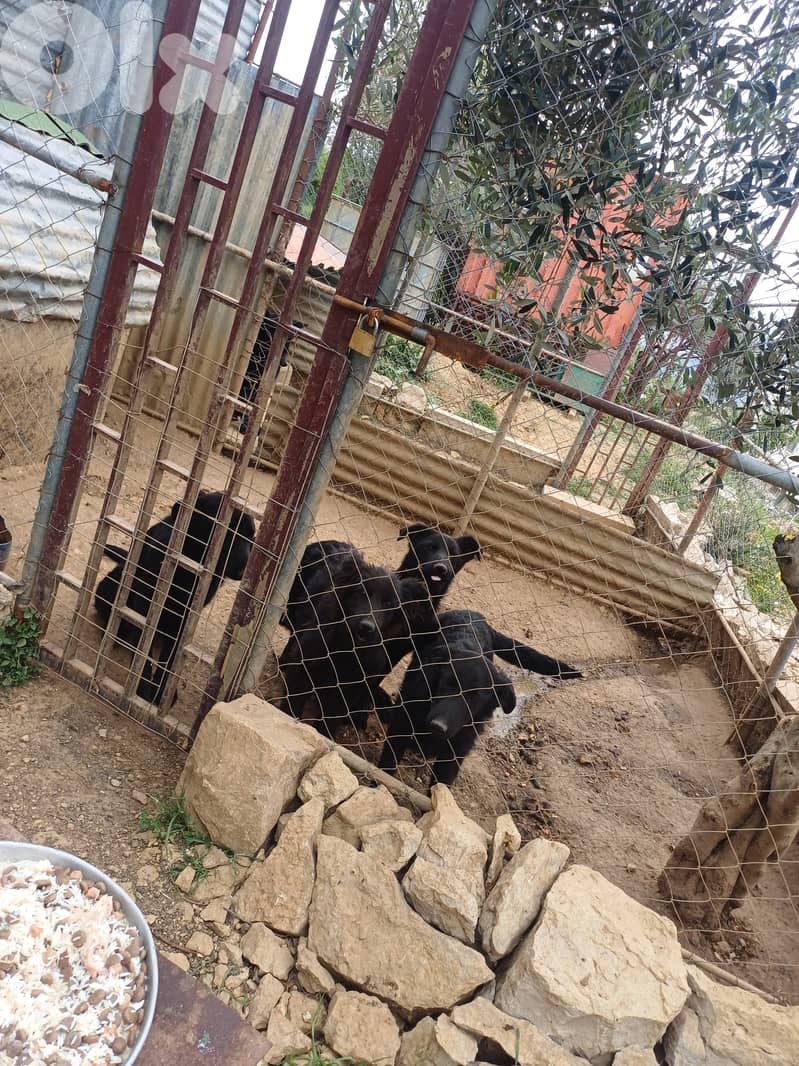 black german shepherd 2