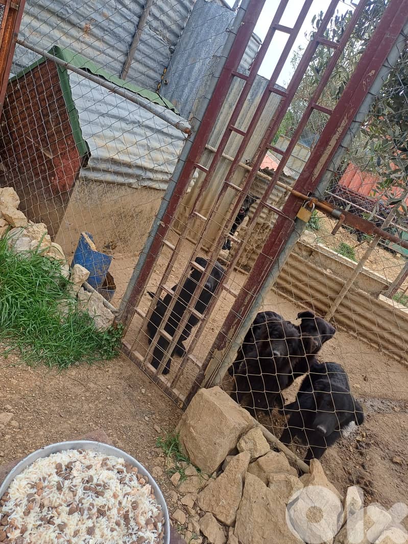 black german shepherd 3