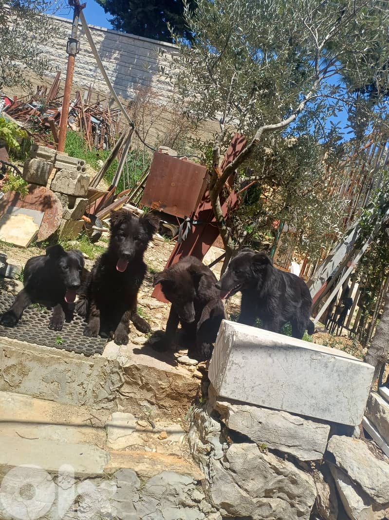 black german shepherd 4