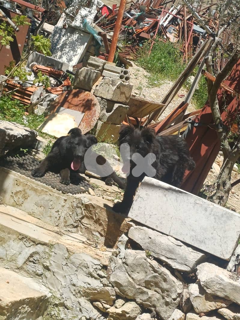 black german shepherd 5