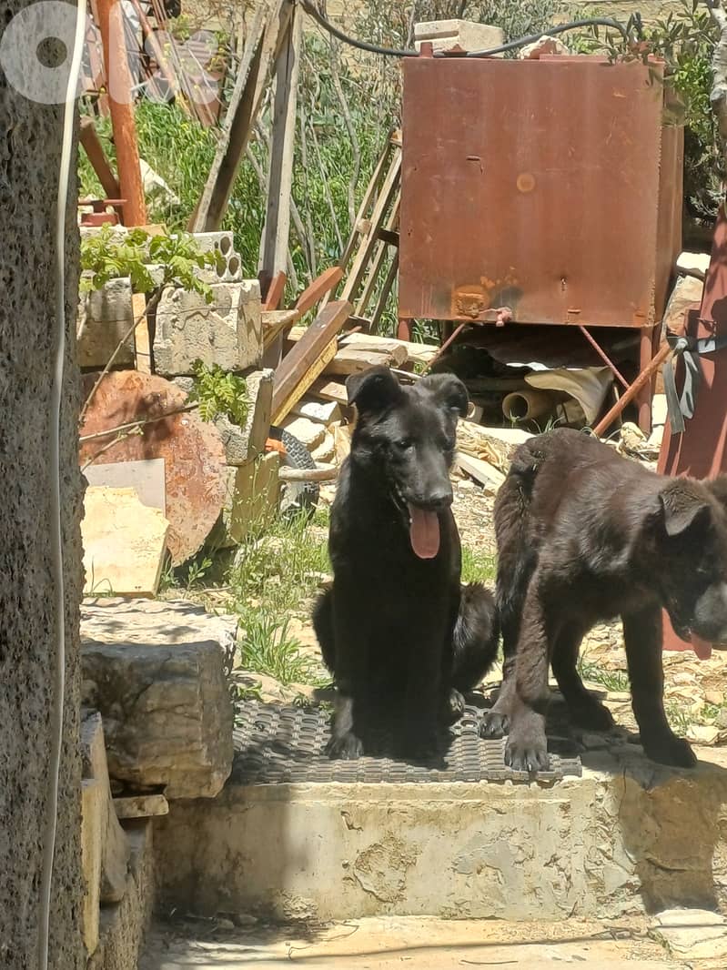 black german shepherd 6