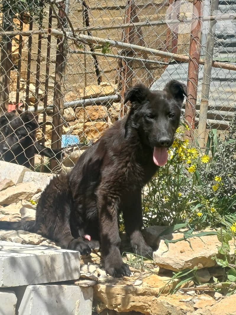 black german shepherd 7
