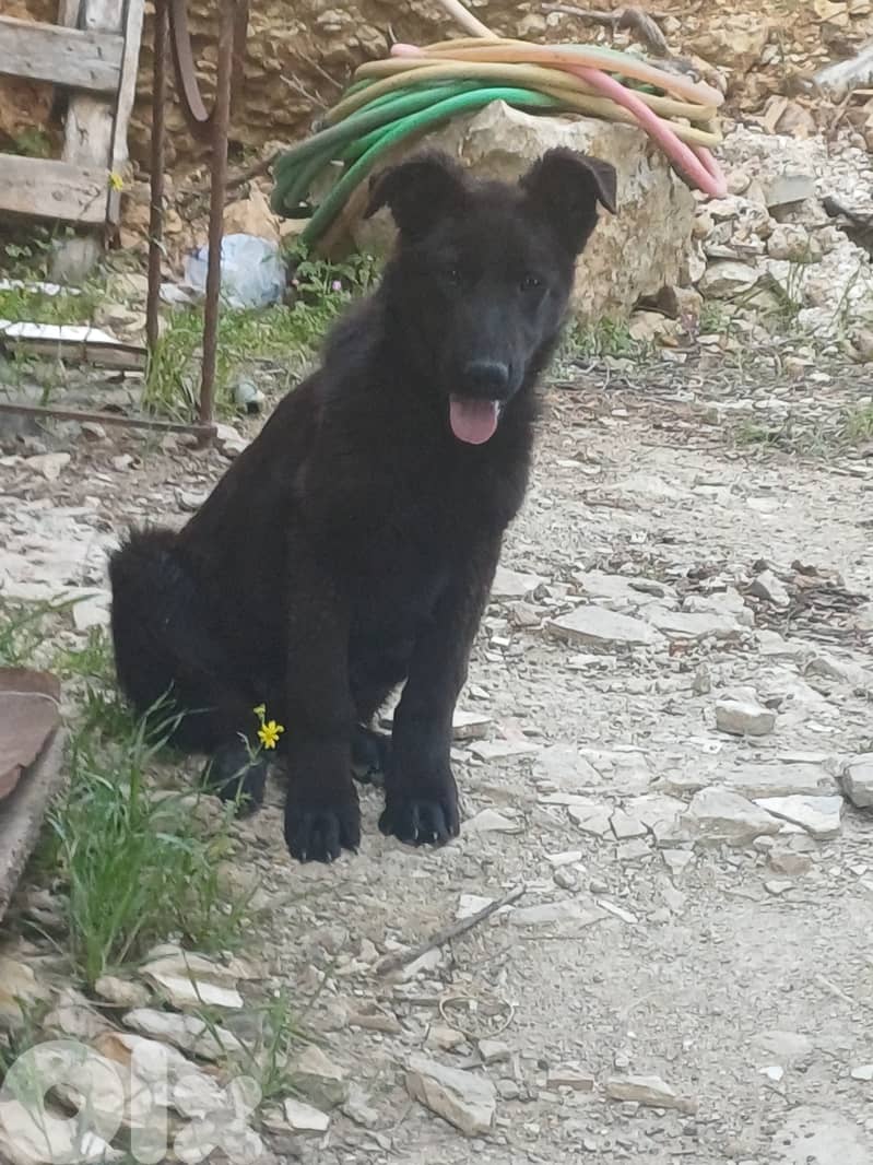 black german shepherd 8