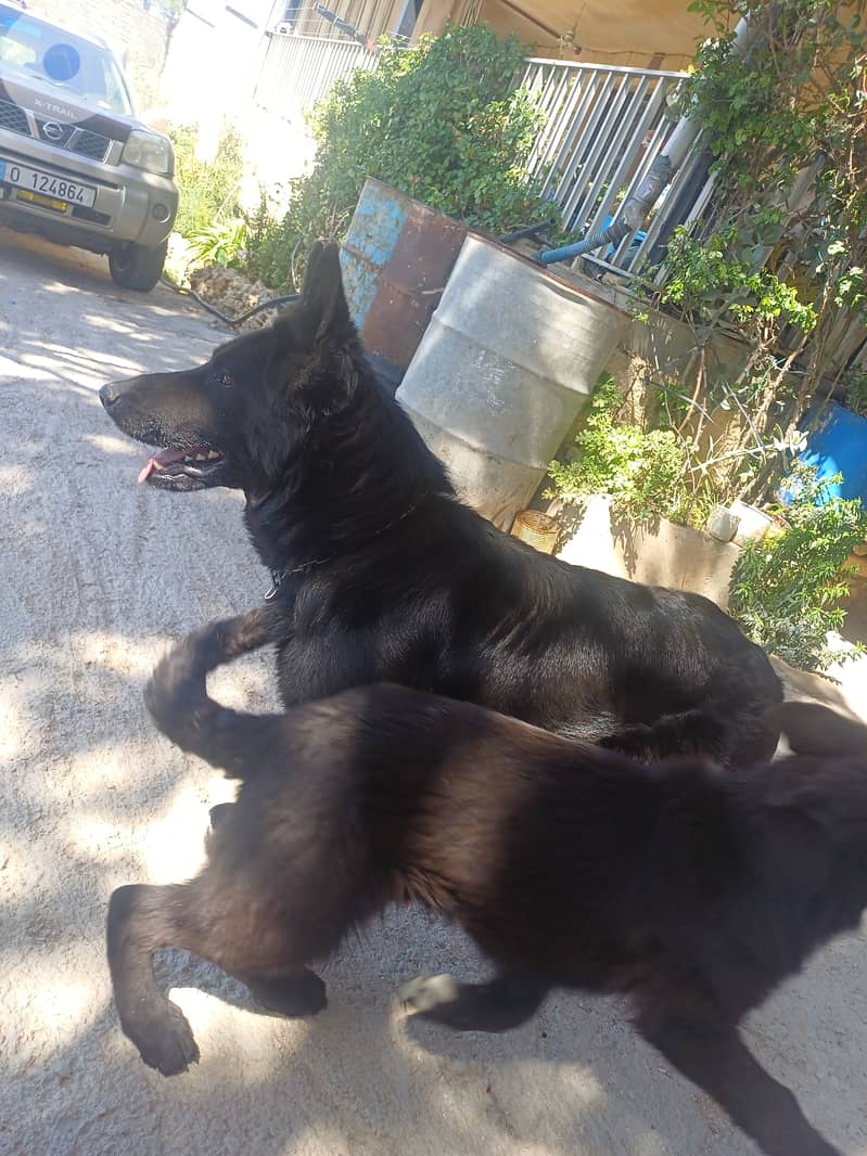 black german shepherd 9