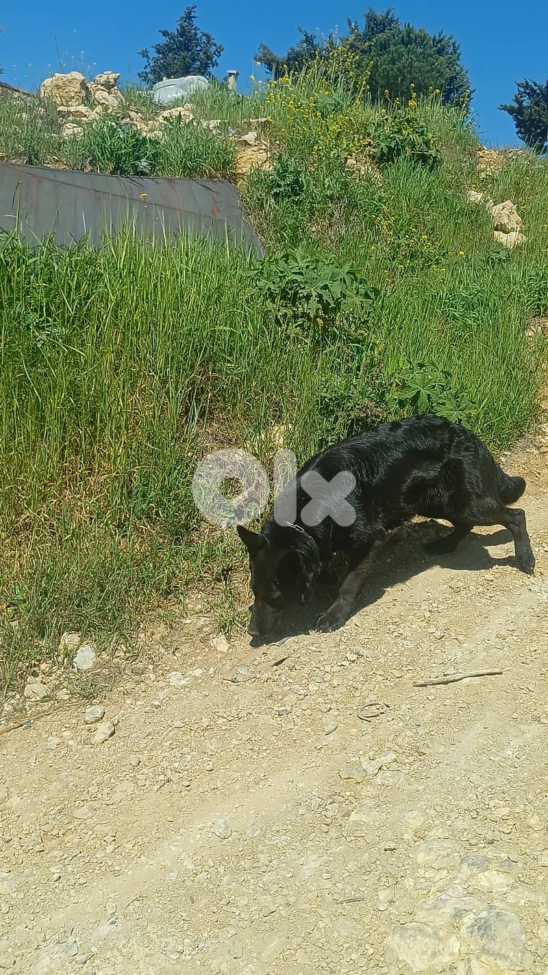 black german shepherd 10