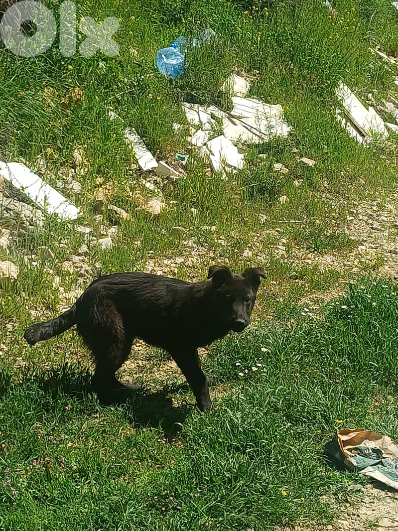 black german shepherd 11