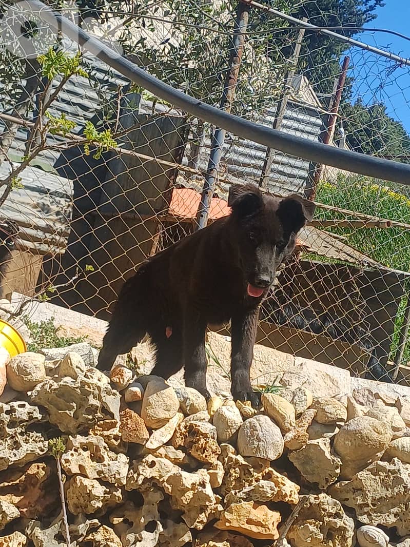 black german shepherd 12