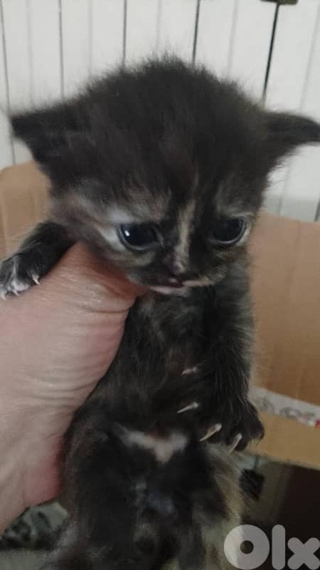 kittens for sale 2