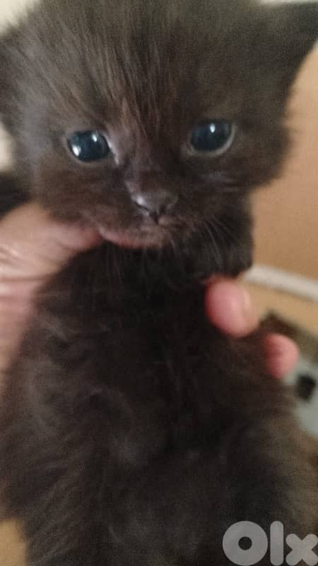 kittens for sale 3