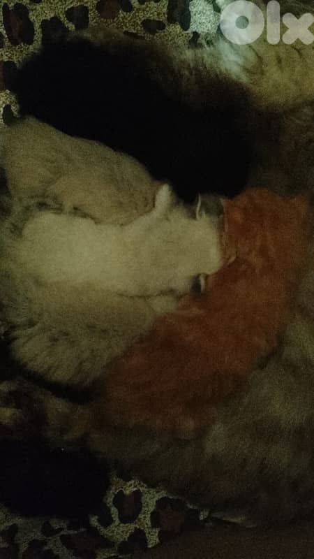 kittens for sale 5