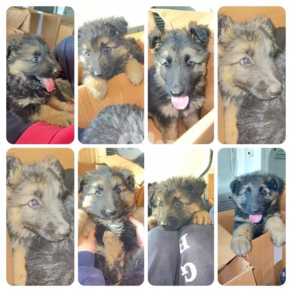 Pure Breed German Shepard Puppies 2 months old 2