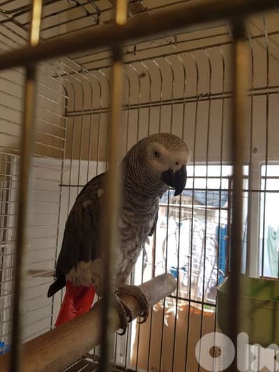 بغبغاء عائل متكلم بطلع عاليد صحته جيده جدا