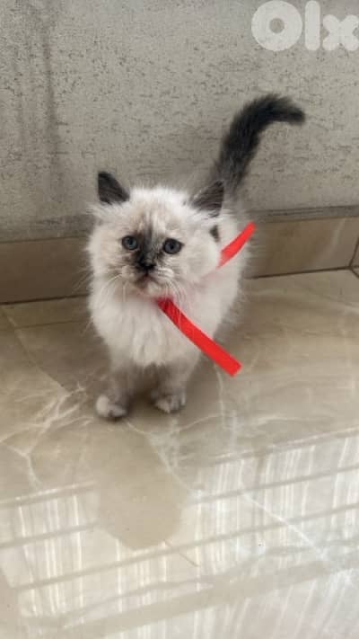 adorable himilayen kitten