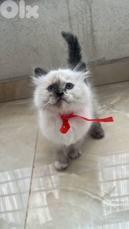 adorable himilayen kitten 1