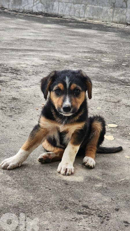 puppy for adoption 1