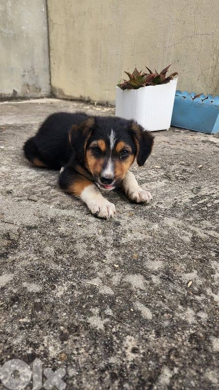 puppy for adoption 2