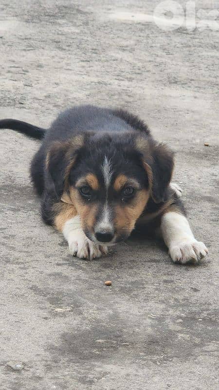 puppy for adoption 3