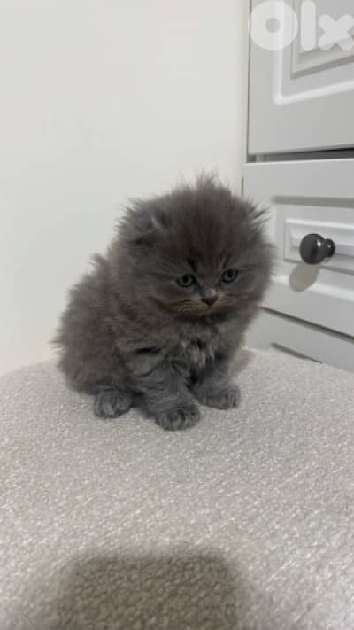 Exclusive premium kittens !!